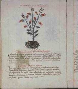 America’s First Herbal: The Badianus Manuscript Image